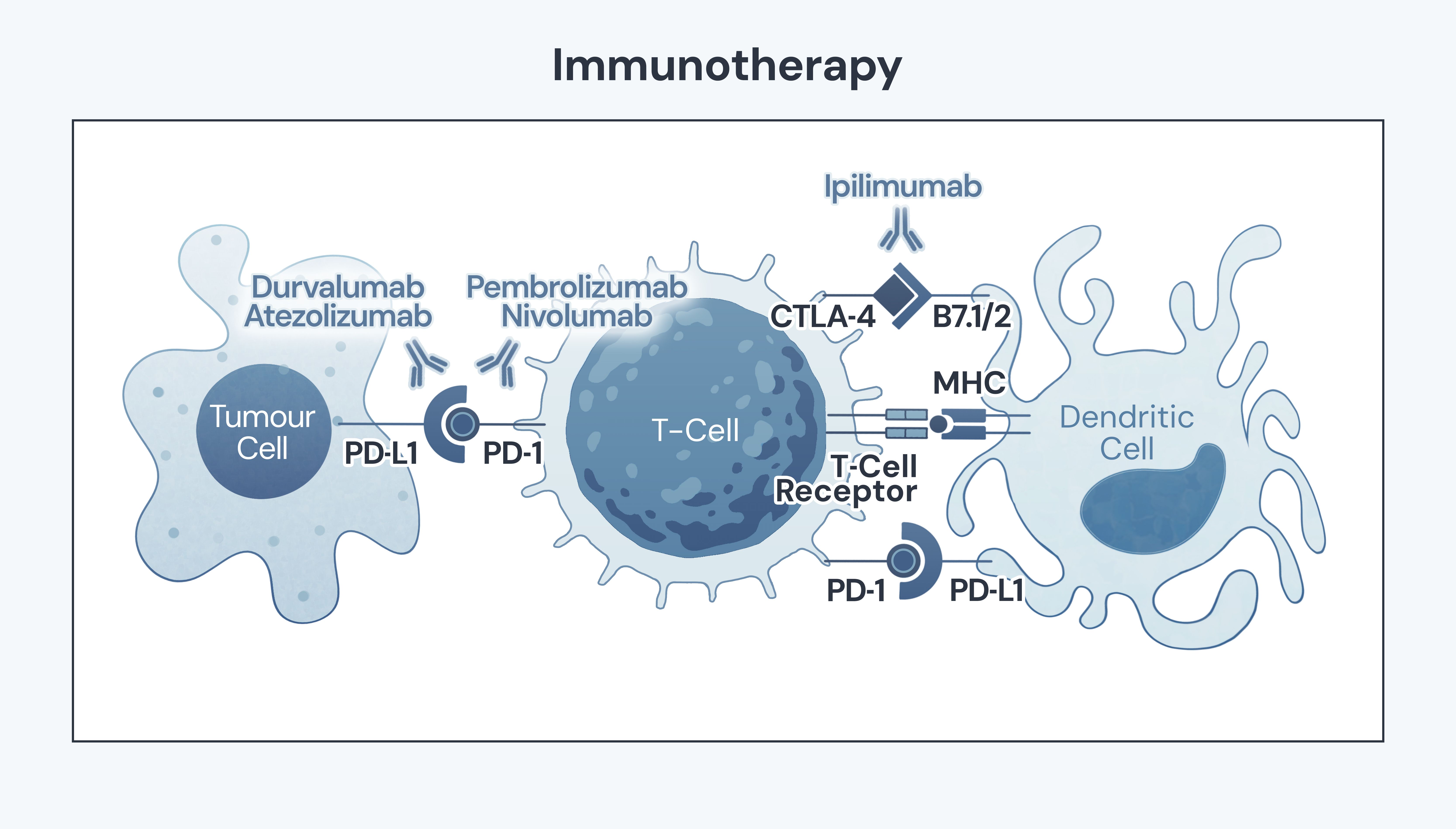 An illustration of how immunotherapy works. The cancer cell hides from the T-cell. Drugs like pembrolizumab stop the tumour cell from switching off the immune system